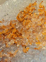 Shrimp on Ice
